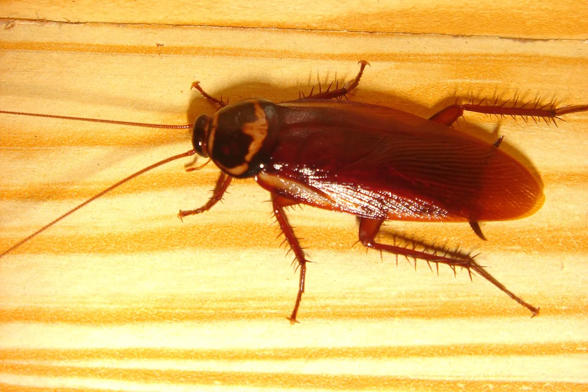 Cucaracha